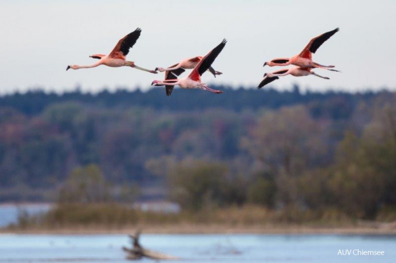 AktNatBeo-141014-ah-Flamingo_HB.jpg