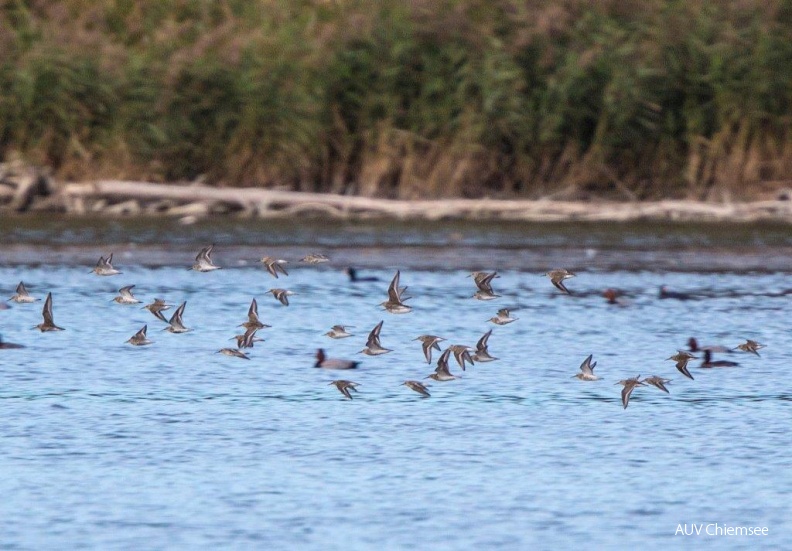 AktNatBeo-141014-ah-ziehende_Sanderlinge_HB.jpg