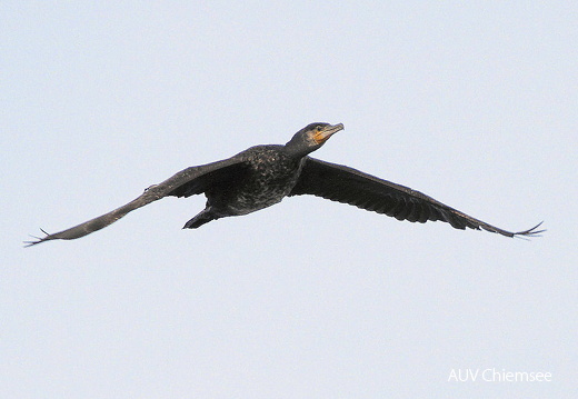 Kormoran
