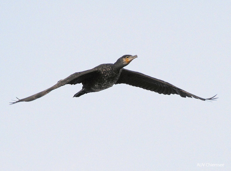 AktNatBeo-141030-dn-IMG_8796_Kormoran-HDN.jpg