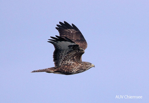 Mäusebussard