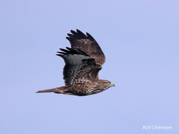 Mäusebussard