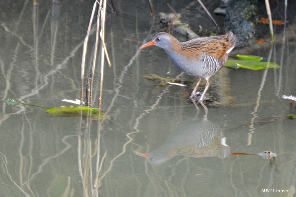 Wasserrralle - Spiegelbild  ...