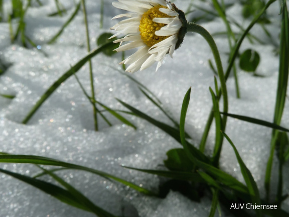 Gänseblümchen