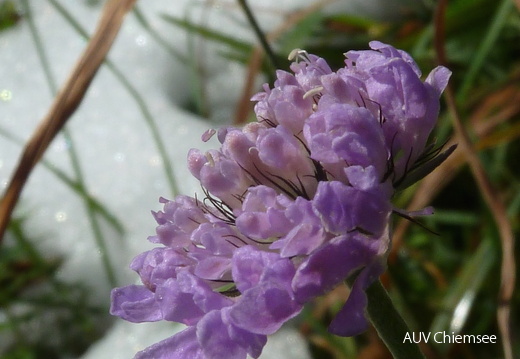 Ackerwitwenblume  ...