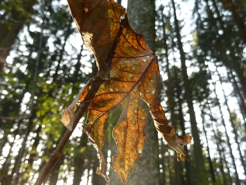 Herbststimmungen