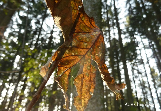 Herbststimmungen