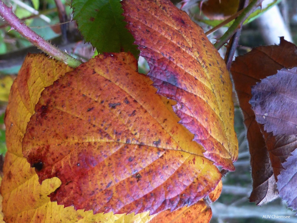 Herbststimmungen