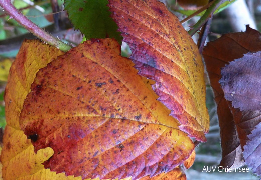 Herbststimmungen