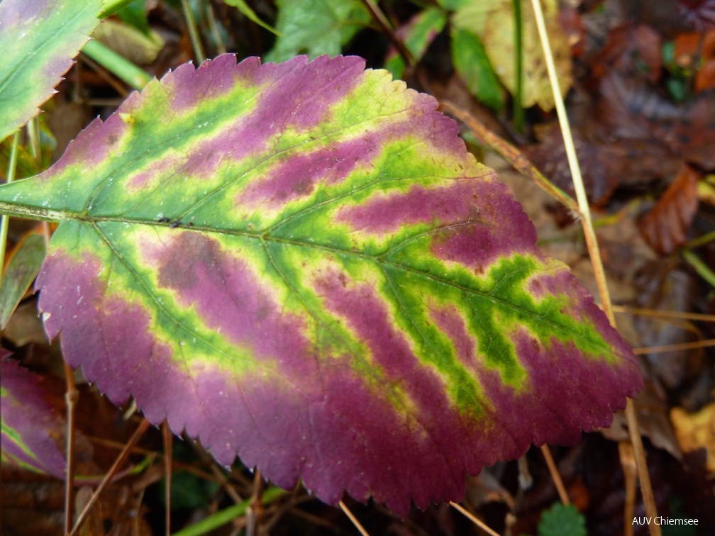 Herbststimmungen