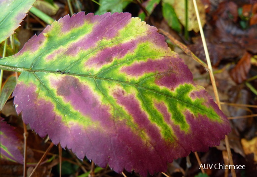 Herbststimmungen
