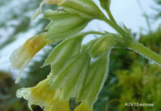 Schlüsselblume