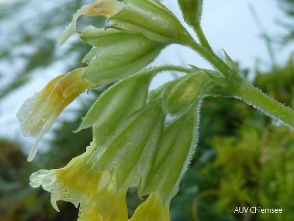 Schlüsselblume