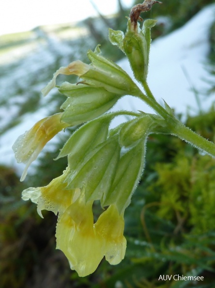 AktNatBeo-141025-dh-Schluesselblume-800x600.JPG