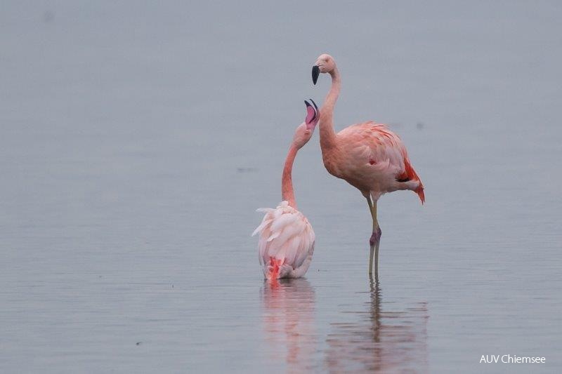 Flamingos