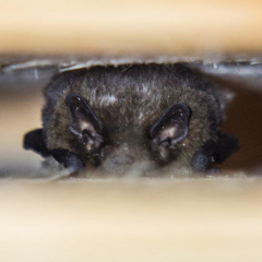 Fledermaus am Fledermausbrett