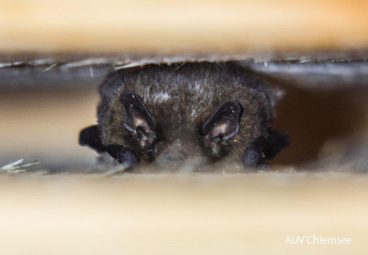 Fledermaus am Fledermausbrett