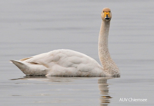 Singschwan