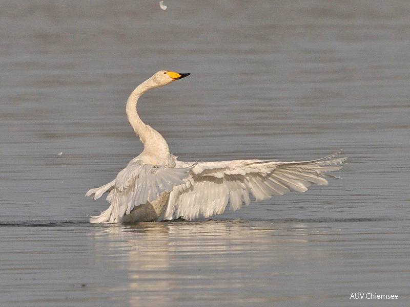 Singschwan  ...