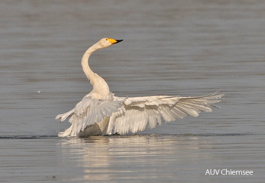 Singschwan  ...