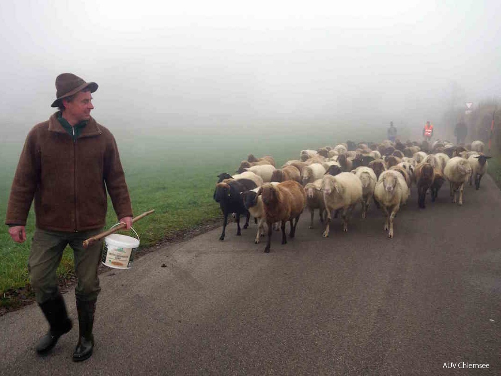 Schafs-Heimgang  ...