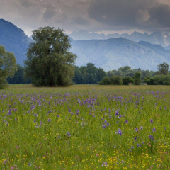 Sibierische Schwertlilien