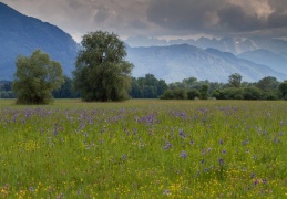 Sibierische Schwertlilien