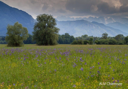 Sibierische Schwertlilien