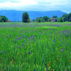 Sibierische Schwertlilien