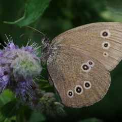 Brauner Waldvogel Kaminkehrer