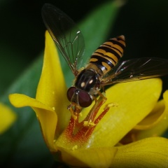 Schwebfliege auf Gilbweiderich