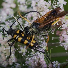 Blattwespe und Bockkäfer