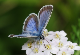 Insekten