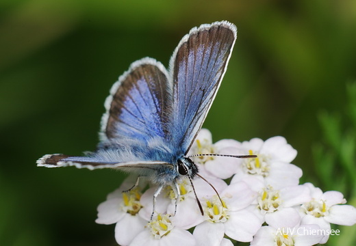 Landinsekten