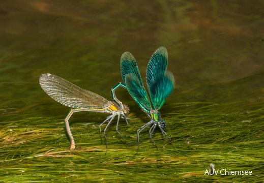 Insekten