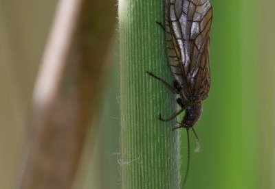 Schammfliege