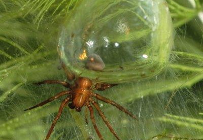 Wasserspinne