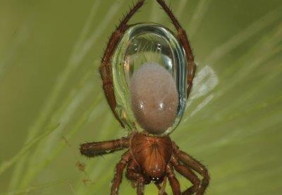 Wasserspinne