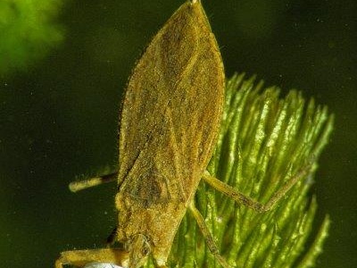 Wasserskorpion