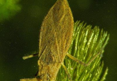 Wasserskorpion