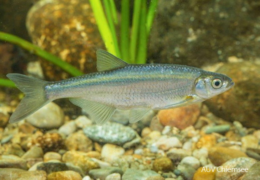 Laube - Laichausschlag