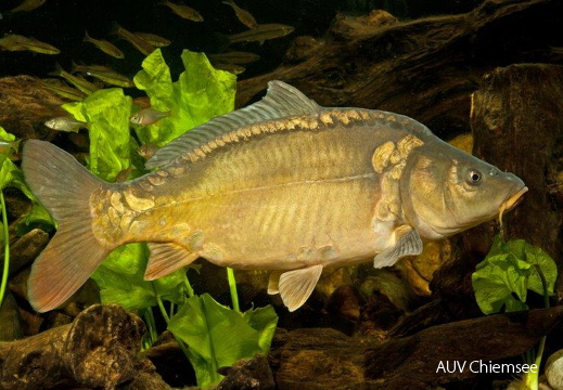 Spiegelkarpfen