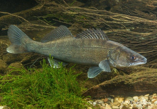 Zander