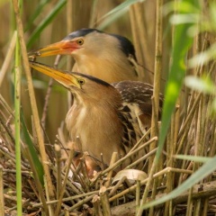 Zwergdommel - Paar am Nest
