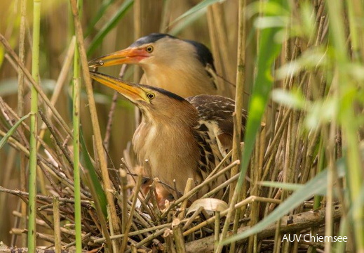 Zwergdommel - Paar am Nest