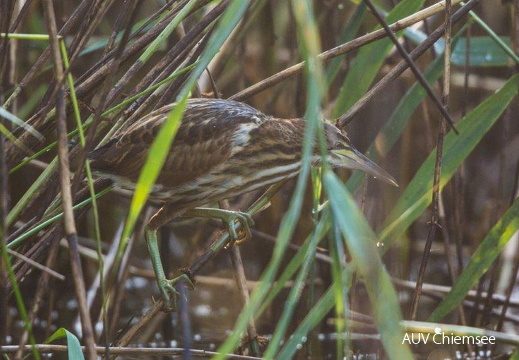 Zwergdommel - flugfähiger Jungvogel
