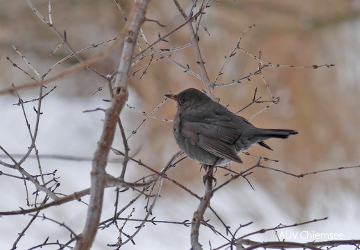 Amsel