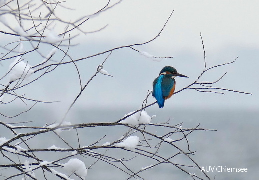 Eisvogel