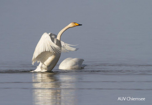 Singschwan