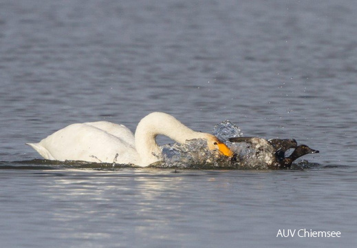 Singschwan und Reiherente
